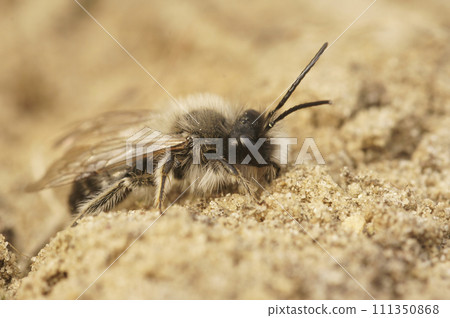 Closeup on a fluffy male Nycthemeral miner mining bee, Andrena nycthemera, an endangered European species 111350868