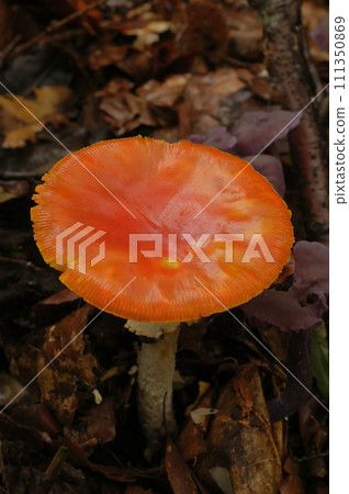 Vertical closeup on an unusual fully red Fly agaric mushroom, Amanita muscaria 111350869