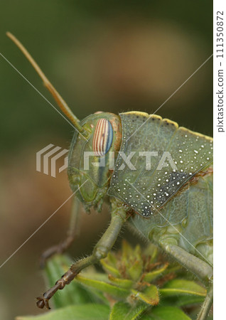 Vertical closeup on a nymph juvenile of the large Egyptian locust, Anacridium aegyptium in the Mediterranean 111350872