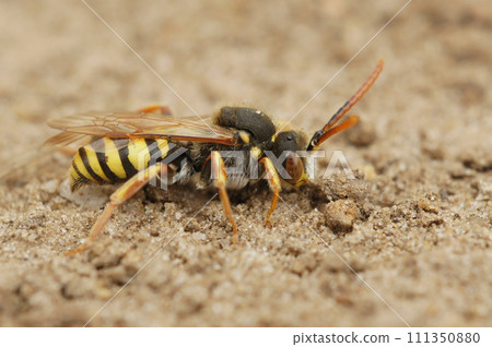 Closeup on a male of the Orange horned Nomad cleptoparasite solitary bee, Nomada fulvicornis 111350880