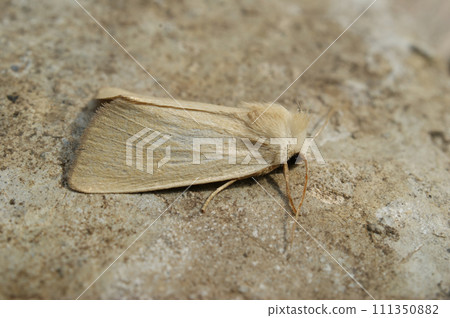 Closeup on the pale brown colored Fen Wainscot owlet moth, Arenostola phragmitidis Closeup on the pale brown colored Fen Wainscot owlet moth, Arenostola phragmitidis 111350882