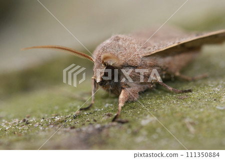 Closeup on a Common Quaker owlet moth, Orthosia cerasi sitting on wood 111350884