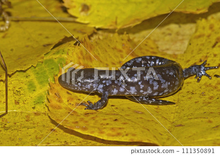 Closeup on the North American endangered and protected Blue spotted mole salamander, Ambystoma laterale sitting on a yellow leaf 111350891