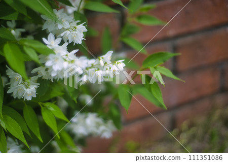 白色的花和磚塊 111351086