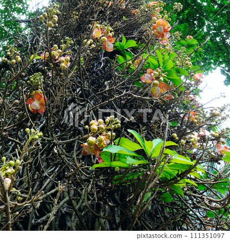 The amazing beauty of the Bodhi tree flower . The amazing beauty of the Bodhi tree flower . 111351097