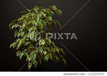 Ficus plant. Ficus tree. Ficus leaves 111351557
