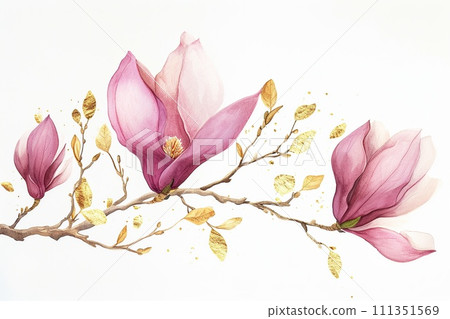 Magnolia branch isolated on white background. Hand drawn watercolor illustration. 111351569