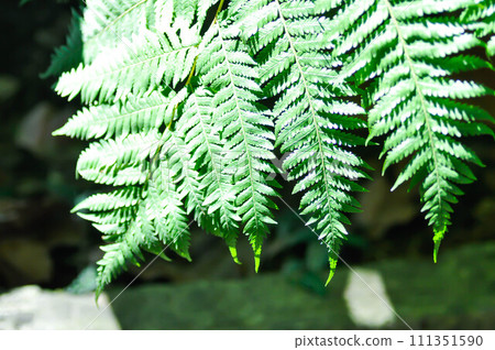 Cyathea caracasana, Cyathea brownii Little Aussie Larrikin Norfolk or Tree Fern or Smooth Tree Fern or fern tree or fern ,Golden Moss or Chain Fern 111351590