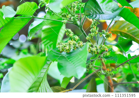 santol tree and santol flower or Sandoricum koetjape , MELIACEAE or Santol or Sentul or Red Sentol or Yellow Sentol santol tree and santol flower or Sandoricum koetjape , MELIACEAE or Santol or Sentul or Red Sentol or Yellow Sentol 111351595
