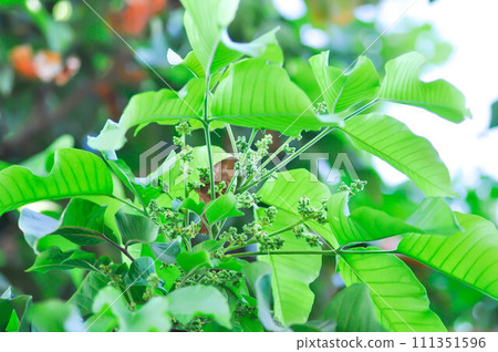 santol tree and santol flower or Sandoricum koetjape , MELIACEAE or Santol or Sentul or Red Sentol or Yellow Sentol santol tree and santol flower or Sandoricum koetjape , MELIACEAE or Santol or Sentul or Red Sentol or Yellow Sentol 111351596