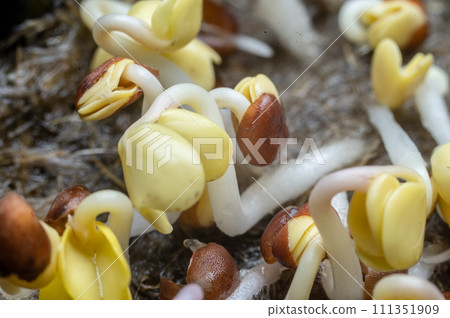 Young shoots sprouts of food plants close-up Young shoots sprouts of food plants close-up 111351909