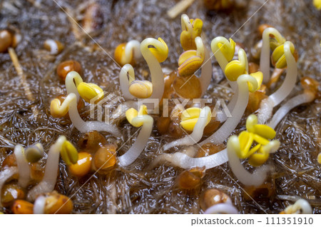 Young shoots sprouts of food plants close-up Young shoots sprouts of food plants close-up 111351910