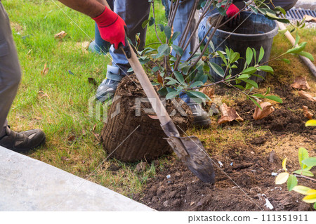 Men plant a brought tree in the ground, landscaping in the city 111351911