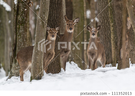 Three roe deers in the winter forest with snowfall. Animal in natural habitat 111352013
