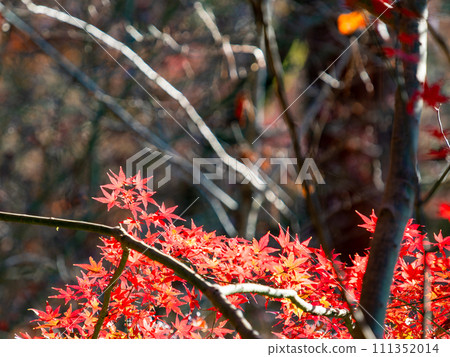Autumn scenery Beautiful colorful autumn leaves 111352014