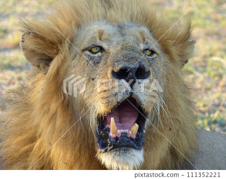 Male Lion Roaring, South Africa 111352221