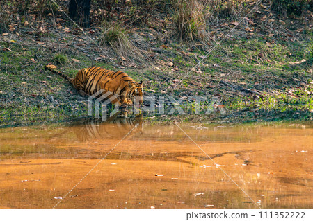Bengal or Indian Tiger Drinking at a Water Hole in India 111352222