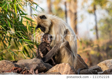 Indian Gray Langur Monkeys Mother and Baby Family, India 111352228