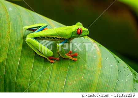 Red-eyed Tree Frog on a Leaf in Costa Rica Rain Forest 111352229