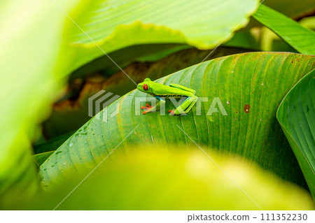 Red-eyed Tree Frog on a Leaf in Costa Rica Rain Forest Red-eyed Tree Frog on a Leaf in Costa Rica Rain Forest 111352230