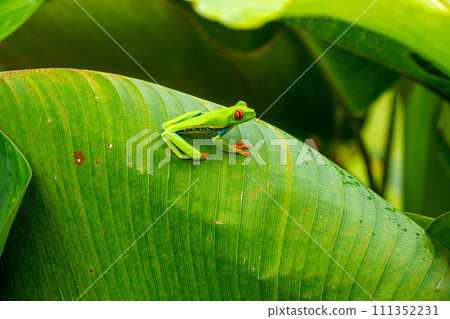 Red-eyed Tree Frog on a Leaf in Costa Rica Rain Forest 111352231
