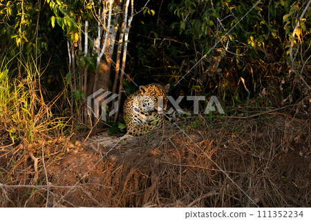 Jaguar Resting on Riverbank, Pantanal Wetlands, Brazil 111352234