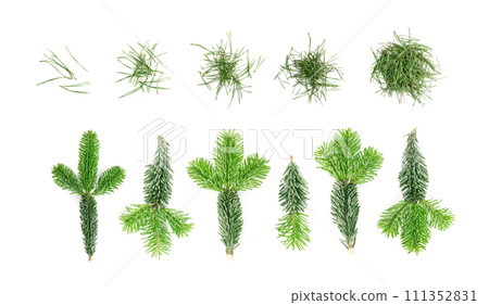 Heap of pine needles isolated on white background 111352831