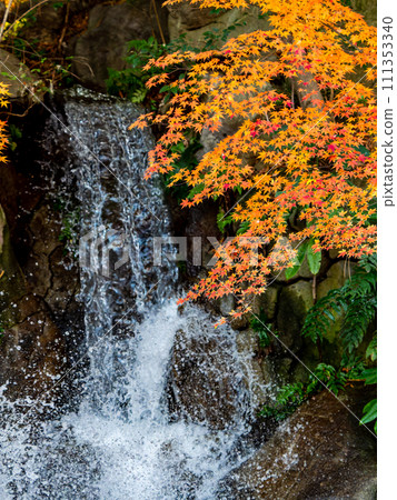 Refreshing waterfall and vivid autumn leaves Refreshing waterfall and vivid autumn leaves 111353340