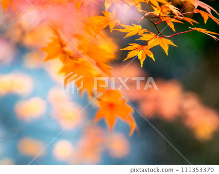 Refreshing waterfall and vivid autumn leaves Refreshing waterfall and vivid autumn leaves 111353370