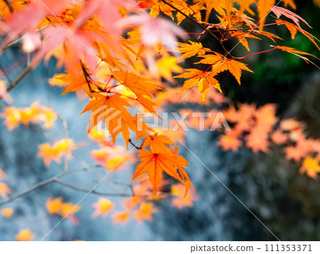 Refreshing waterfall and vivid autumn leaves Refreshing waterfall and vivid autumn leaves 111353371