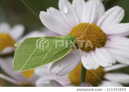 Closeup on a colorful green Scarce Silver-lines owlet moth. Bena bicolorana sitting on a white flower Closeup on a colorful green Scarce Silver-lines owlet moth. Bena bicolorana sitting on a white flower 111353858