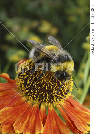 Closeup on a fluffy White-tailed bumblebee , Bombus lucorum on an orange Helenium autumnale flower 111353862