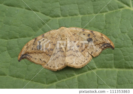 Closeup on the brown pebble hook-tip moth, Drepana falcataria sitting on a green leaf Closeup on the brown pebble hook-tip moth, Drepana falcataria sitting on a green leaf 111353863