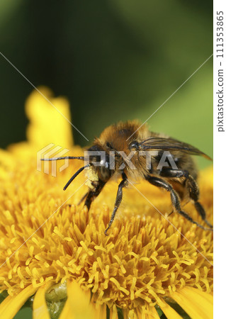 Detailed vertical closeup on a rare fork-tailed flower bee, Anthophora furcata on a yellow Inula flower 111353865