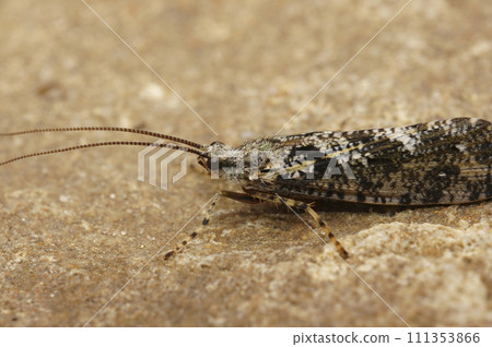 Closeup on a black and white Caddisfly, Agrypnia varia sitting on a stone in the field 111353866