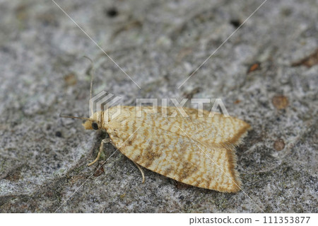 Closeup on the small Yellow oak button leafroller , Aleimma loeflingiana sitting on wood Closeup on the small Yellow oak button leafroller , Aleimma loeflingiana sitting on wood 111353877