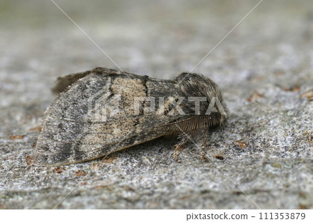 Closeup on the Dusky Marbled Brown, Gluphisia crenata sitting on wood Closeup on the Dusky Marbled Brown, Gluphisia crenata sitting on wood 111353879