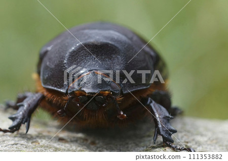 Facial closeup on a female of the rare European rhinoceros beetle, Oryctes nasicornis Facial closeup on a female of the rare European rhinoceros beetle, Oryctes nasicornis 111353882