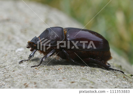 Closeup on a female of the rare European rhinoceros beetle, Oryctes nasicornis sitting on wood 111353883