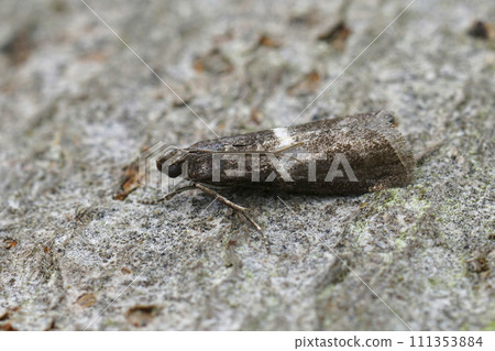 Closeup on a small Pyralidae moth, the white striped Elegia similella sitting on wood 111353884
