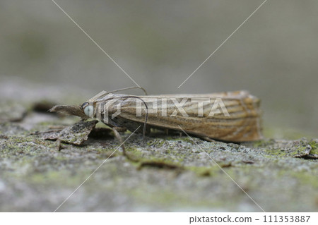 Closeup on the European common garden grass-veneer, garden grass-veneer, sitting on wood Closeup on the European common garden grass-veneer, garden grass-veneer, sitting on wood 111353887