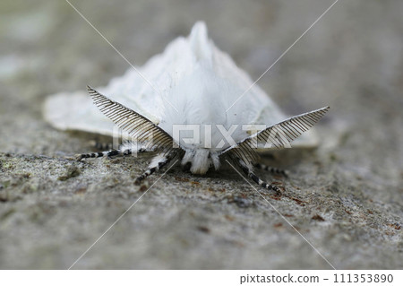 Facial closeup on the European white satin moth Leucoma salicis sitting on wood Facial closeup on the European white satin moth Leucoma salicis sitting on wood 111353890