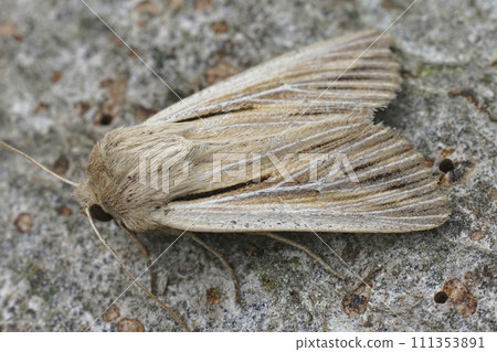 Closeup on a fresh emerged shoulder-striped wainscot moth, Leucania comma on a piece of wood in the garden Closeup on a fresh emerged shoulder-striped wainscot moth, Leucania comma on a piece of wood in the garden 111353891
