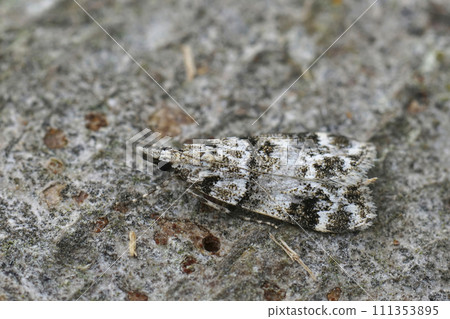 Closeup on a small European moth, Pied Grey, Eudonia delunella sitting on wood 111353895