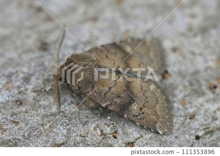 Closeup of the brown rustic, Charanyca ferruginea sitting on a piece of wood in the garden Closeup of the brown rustic, Charanyca ferruginea sitting on a piece of wood in the garden 111353896