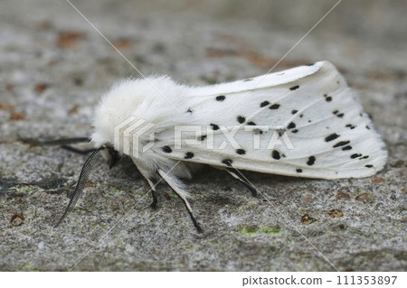 Closeup on a white ermine moth, Spilosoma lubricipeda sitting on a piece of wood in the garden 111353897