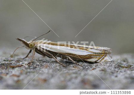 Closeup on the Common European Grass-veneer, Crambus pascuella sitting on wood Closeup on the Common European Grass-veneer, Crambus pascuella sitting on wood 111353898