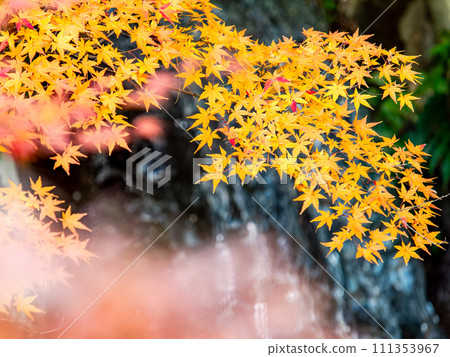 Refreshing waterfall and vivid autumn leaves Refreshing waterfall and vivid autumn leaves 111353967