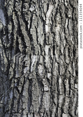American sweetgum 111354044