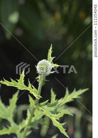 Southern globethistle 111354048